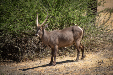Naklejka na ściany i meble Male common waterbuck stands staring by bushes