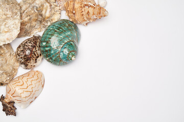 Frame made of seashells isolated on white background with copy space