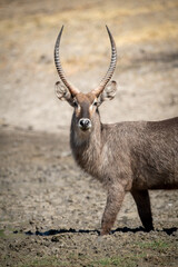 Male common waterbuck wades through muddy waterhole