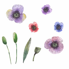 Watercolor hand painted illustration set with poppies (red, purple, blue), buds and leaf isolated on a white background