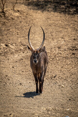 Male common waterbuck walks down rocky slope