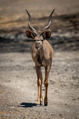 Male greater kudu approaches camera over gravel