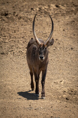 Male common waterbuck walks over rocky ground