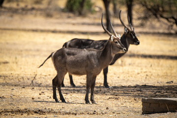 Male common waterbucks stand side-by-side in profile