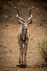 Male greater kudu crosses earth towards camera