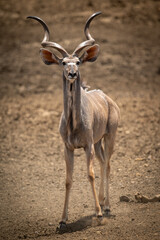 Male greater kudu crosses ground towards camera