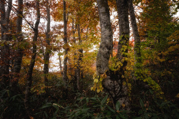 紅葉のデコ平湿原
