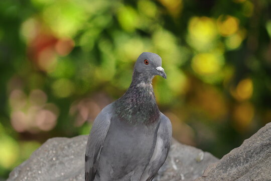 Front photo showing a close view of the pigeon