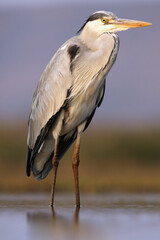 The grey heron (Ardea cinerea) in the water