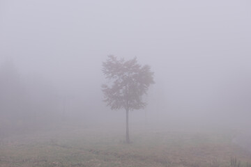 霧に包まれる一本の木