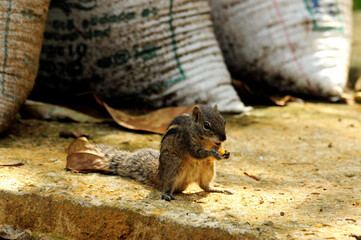 Indian palm squirrel // Gestreiftes Palmenhörnchen, Indisches Palmenhörnchen (Funambulus cf....