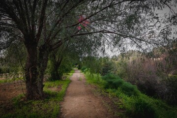 footpath in the park in spring