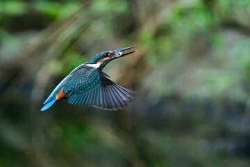 獲物をゲットしたカワセミ幼鳥メス