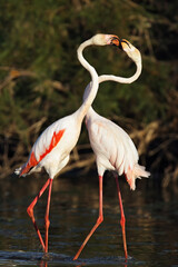 The greater flamingo (Phoenicopterus roseus), pair during the breeding season. A pair of pink flamingos during courtship against a dark green background.