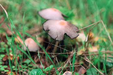 Mushrooms and grass on the ground