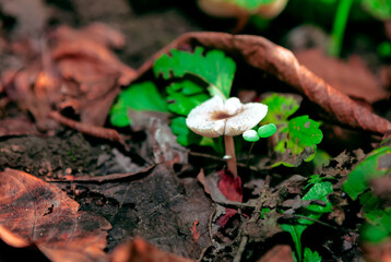 Growing mushroom and dry leaves . Autumn forest plants 