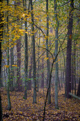 Autumn in the forest. Colorful withered leaves in Kampinos National Park, Poland. A grove of deciduous trees. Selective focus on tree trunks, blurred background.