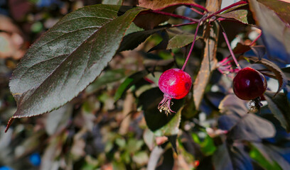 paradise apples on a branch close-up