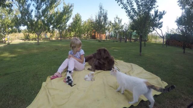 Little girl sitting on the lawn of a garden with a chocolate brown labrador retriever and with three cats