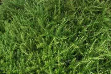 wild rosemary green bush