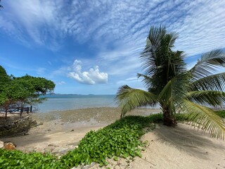 beach with palm trees