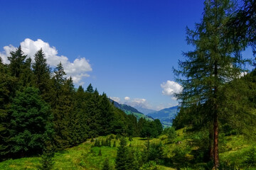 Fototapeta na wymiar green pine trees in a hilly nature reserve with blue sky