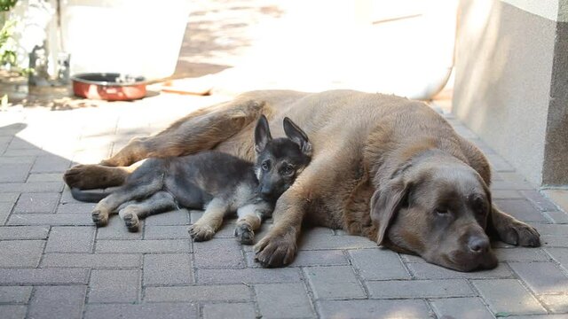A german shepherd puppy and a labrador sleeping. The dogs rest in the yard in the shade