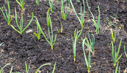 Garlic sprouts in the soil in spring.