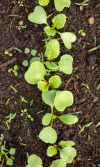 Small sprouts of radish in the ground