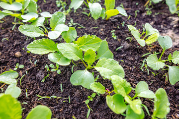 Small sprouts of radish in the ground
