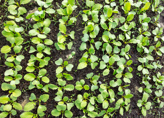 Small sprouts of radish in the ground