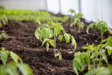 Tomato seedling in the ground