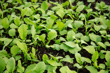 Small sprouts of radish in the ground