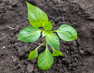 Paprika seedlings in the ground in spring.