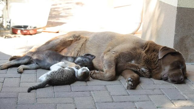 German shepherd puppy and kitty play together as friends in the yard. Next to them lies the big dog