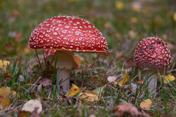 Fliegenpilz im Herbst