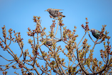 Bird returning in Spring time to natue reserve