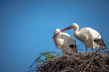 Couple of storks in nest during mating season  in Nature reserve 