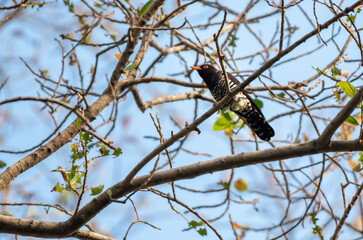 Male Violet cuckoo perching on the branch , Thailand