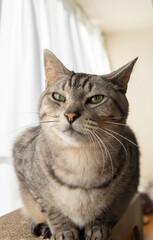 Obraz premium 窓辺の猫 サバトラ猫