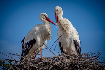Couple of storks in nest during mating season  in Nature reserve 