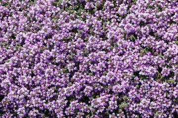 Bloming cultivar thyme (Thymus sp.) in the summer rockery