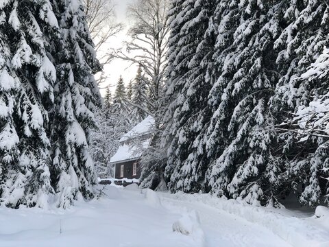 Snowy fir trees in a winter landscape
