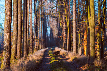 Dog in the autumn woods 2