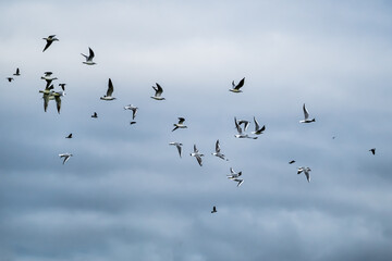 Flock of gulls flying in the dark blue sky