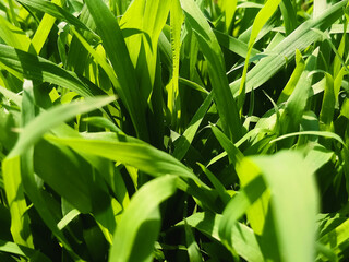 closeup of beautiful green grasses