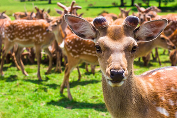 deer in a glade near the forest on a sunny day.