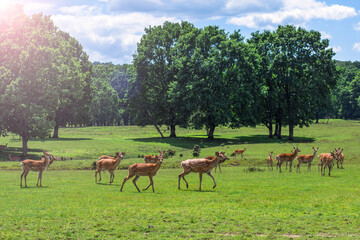 Naklejka na ściany i meble deer in a glade near the forest on a sunny day.