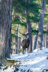 Scottish red deer stag (Cervus elaphus) in snowy winter forest in Scotland