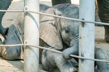 little elephant close up at the zoo. Sad animal.